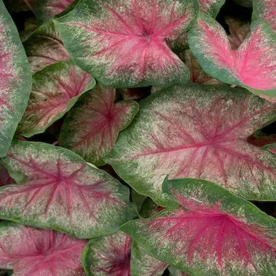 thumbnail for publication: 2003 Survey of the Florida Caladium Tuber Production Industry